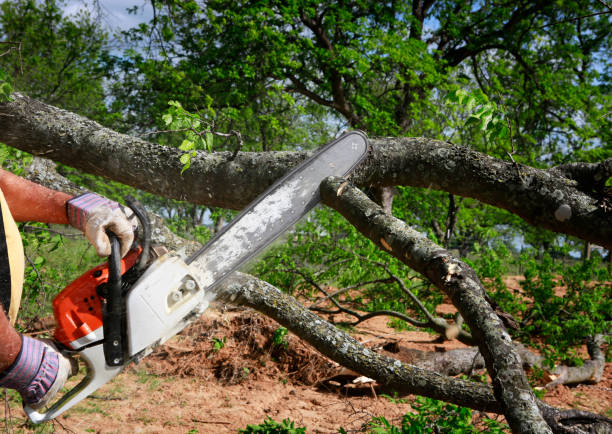 Professional  Tree Services in Ford City, CA